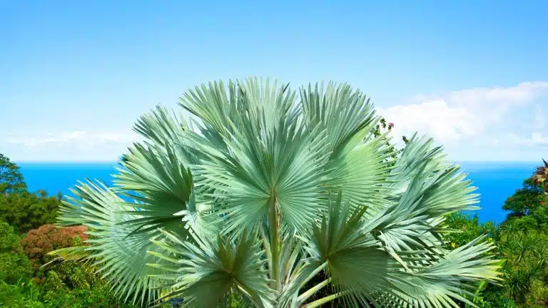 Botanical-Gardens-In-Hawaii