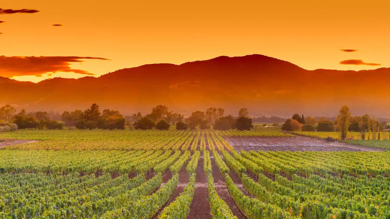 Winery-Plantation-In-Napa-Valley